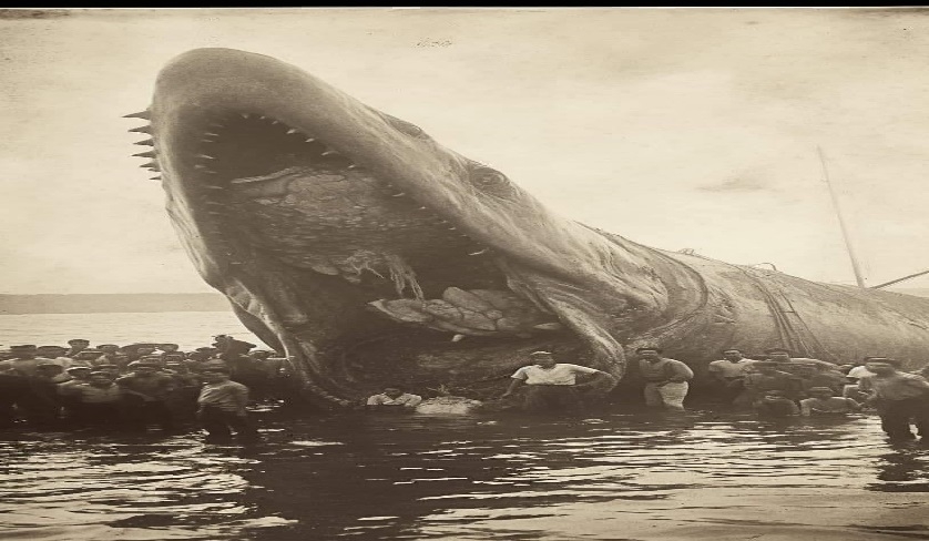 Le monstre légendaire du Hogganfield existe-t-il vraiment ?